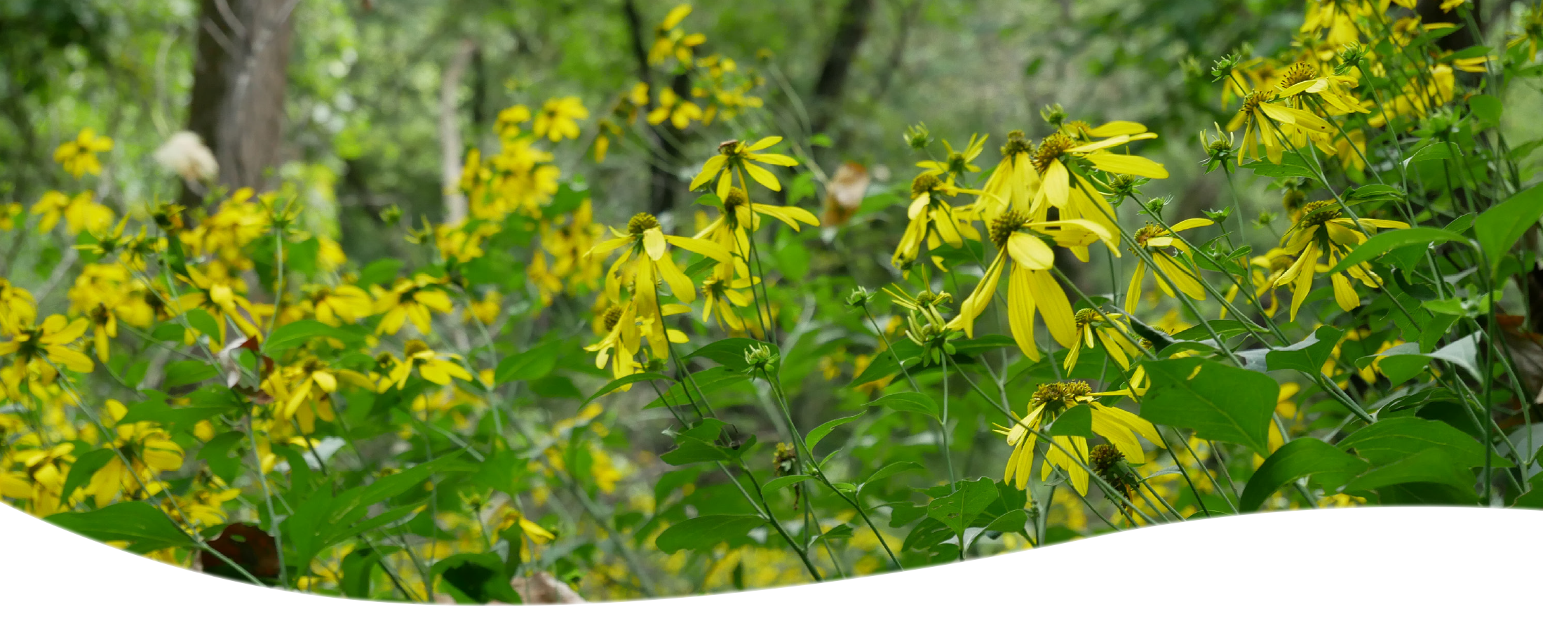 Yellow wildflowers in the background