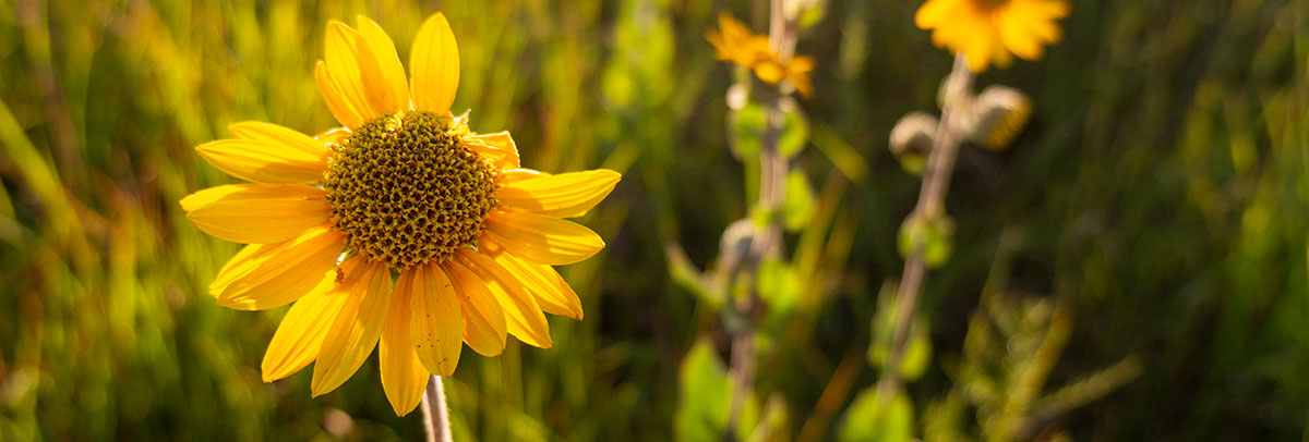 Spotlight on: Native Sunflowers