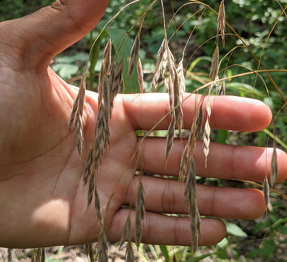 KCWL Is Bridging The Gap For Native Seed