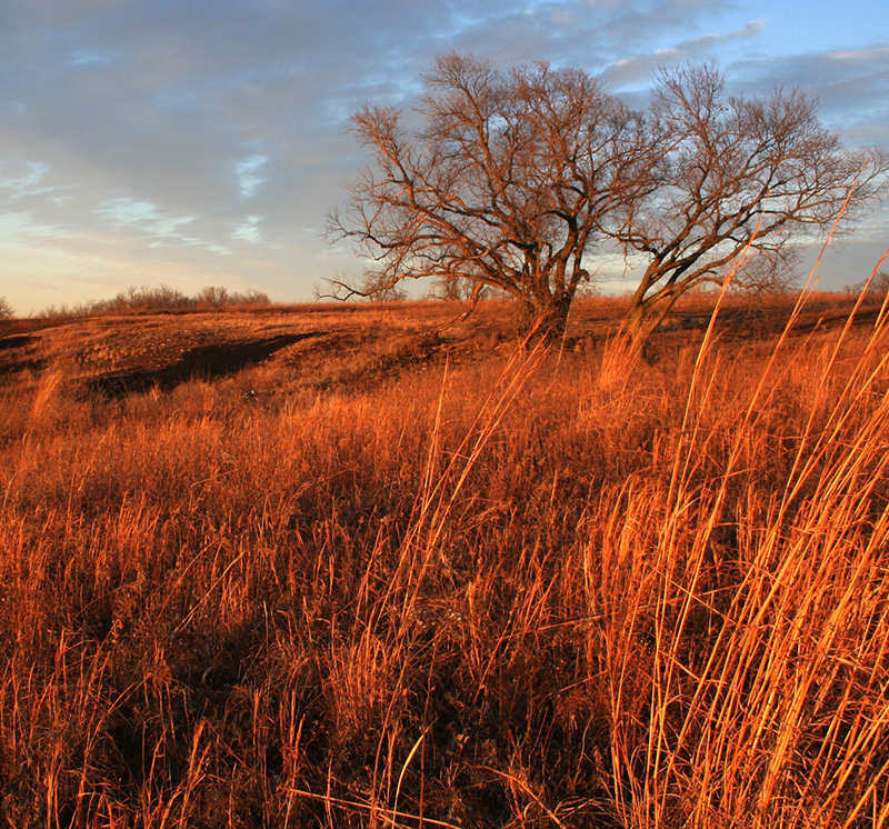 KC Wildlands–Prairie with dramatic lighting_mobile