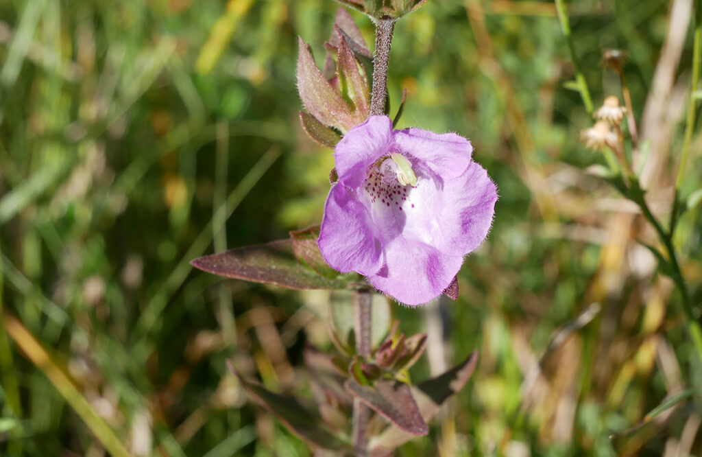 Eared False Foxglove (Agalinis aruiculata) copy