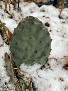 Closeup of a prickly pear cactus in snow