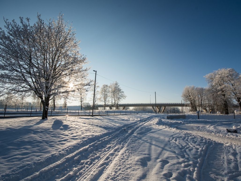 Winter Weather and Trees: Balancing Safety and Plant Health