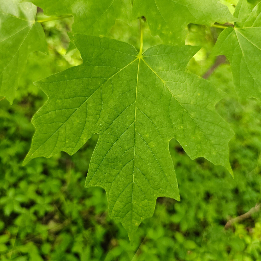 Discover Maple Woods Natural Area - Bridging The Gap