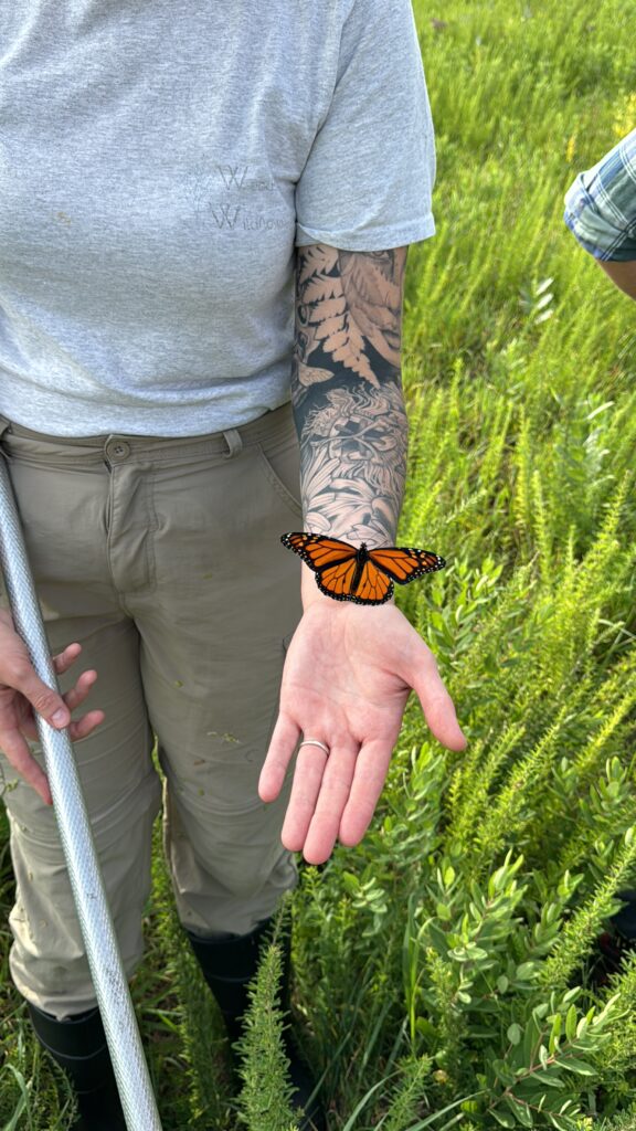 KC WildLands Monarch Tagging